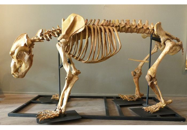 5 saker du inte visste om förhistoriska grottbjörnar