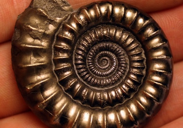 La storia dei fossili di ammoniti vecchi 65 milioni di anni