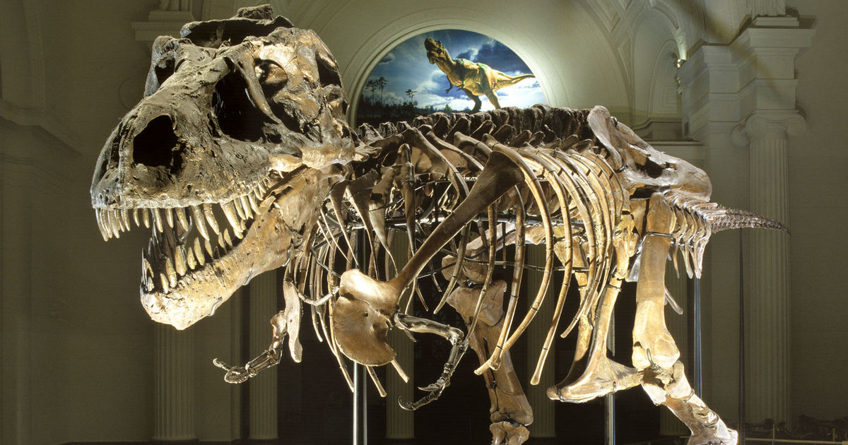 Los 5 fósiles de dinosaurio más impresionantes que se han encontrado -  Catawiki