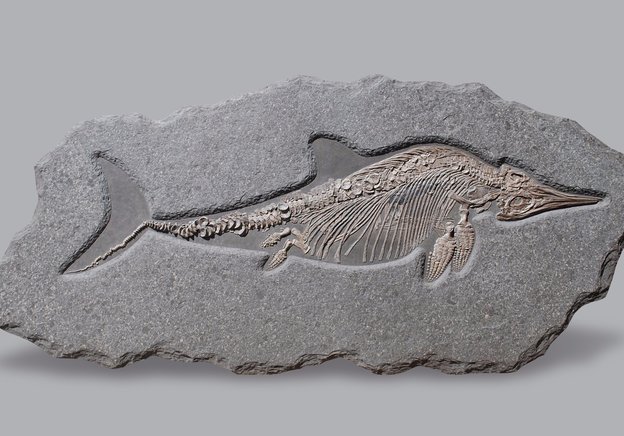 Auction alert: A Fossil of a Real Sea Monster, an Ichthyosaur, up for auction