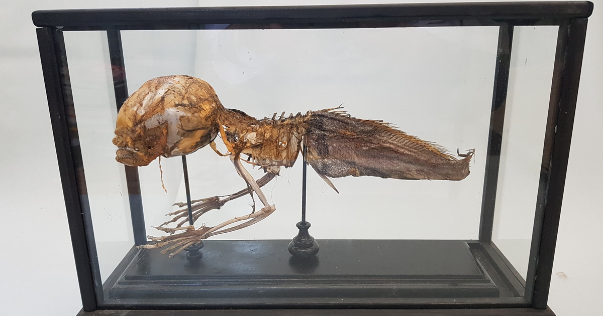 Hallazgos fantásticos la sirena de Fiyi no es únicamente un relato que