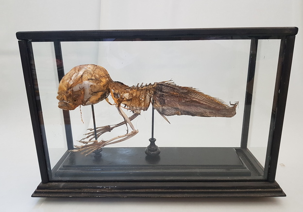 Fantastic Finds: This Fiji Mermaid is Not Just a Fishy Tale