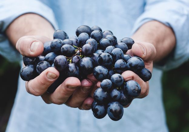 Everything you need to know about organic wine