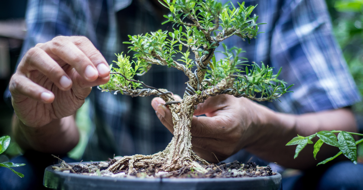 Quando Annaffiare i Bonsai? Cosa sapere per la cura del tuo Albero