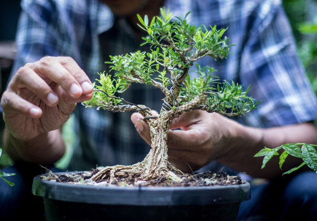 Hoe verzorg je je bonsaiboompje?
