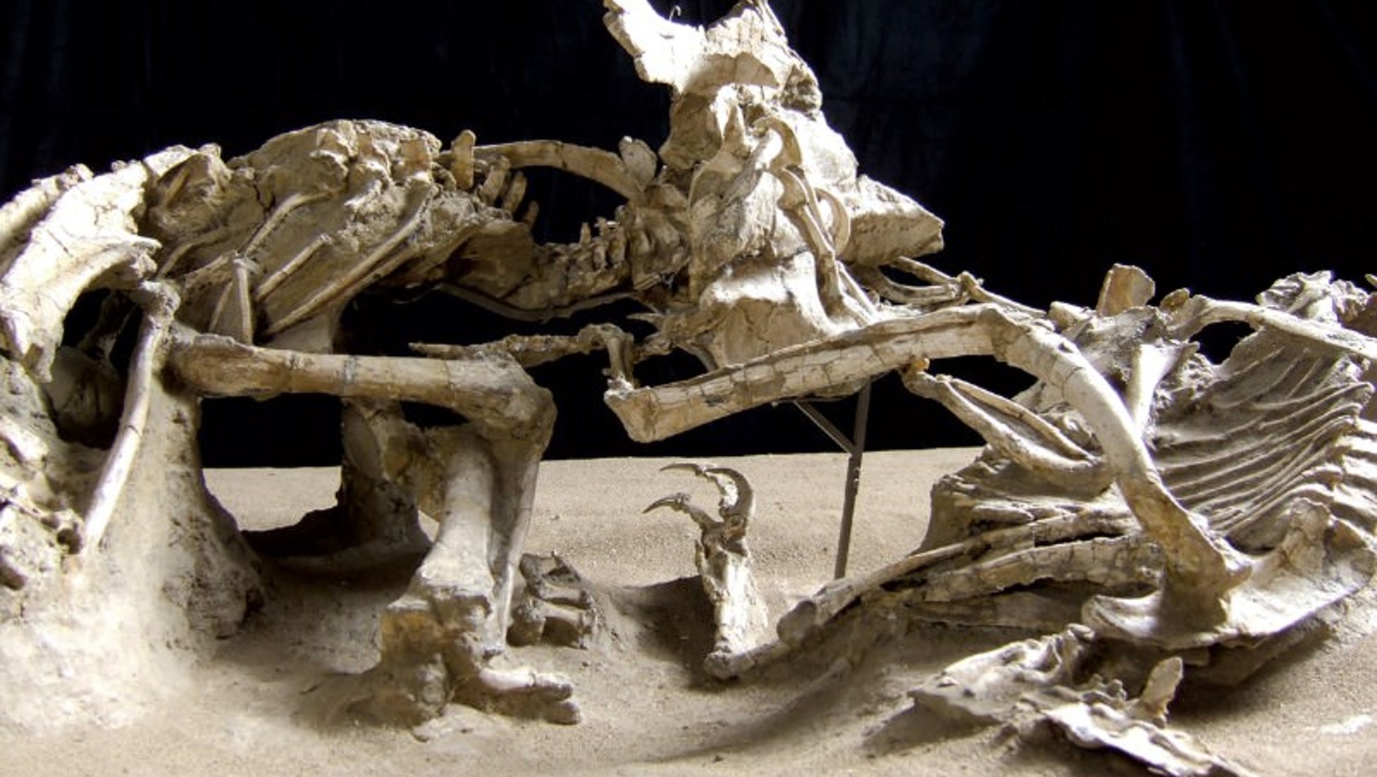 Los 5 fósiles de dinosaurio más impresionantes que se han encontrado -  Catawiki