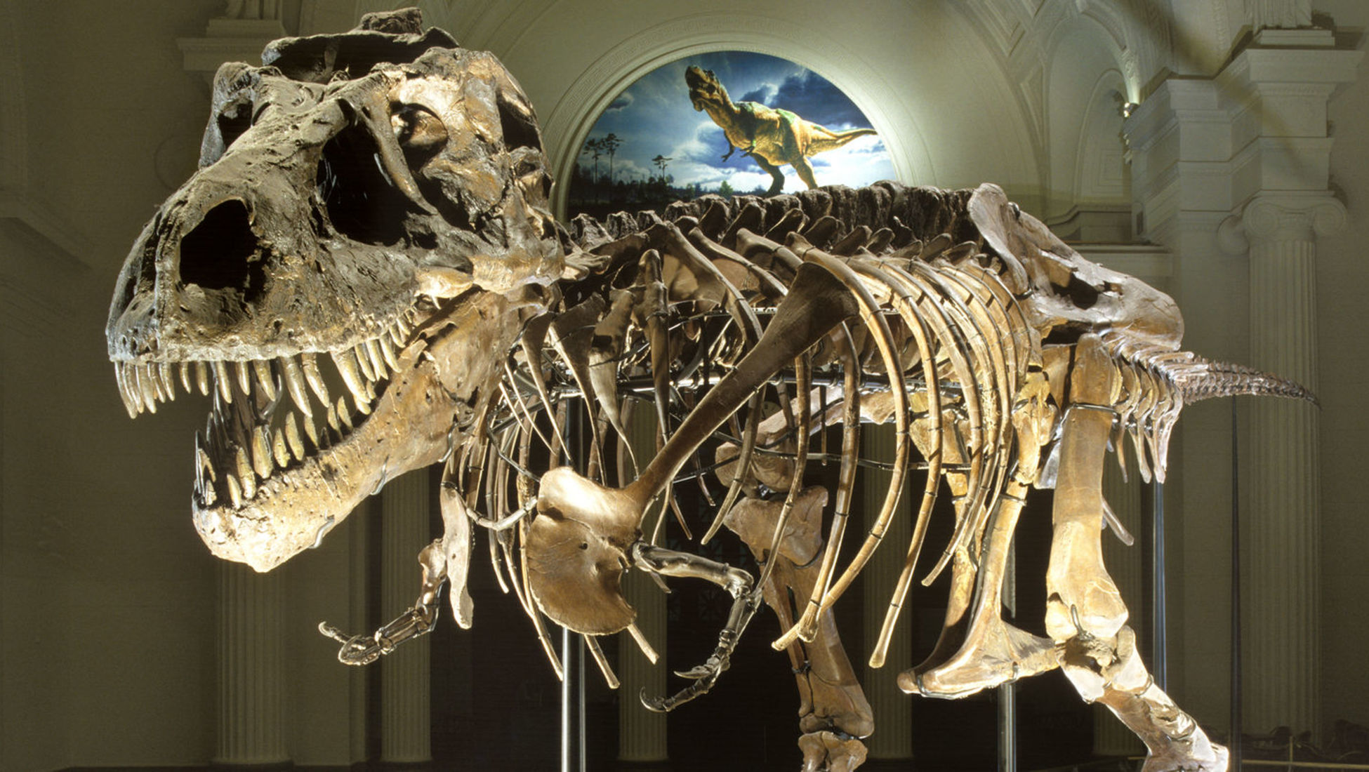 actual dinosaur skeleton