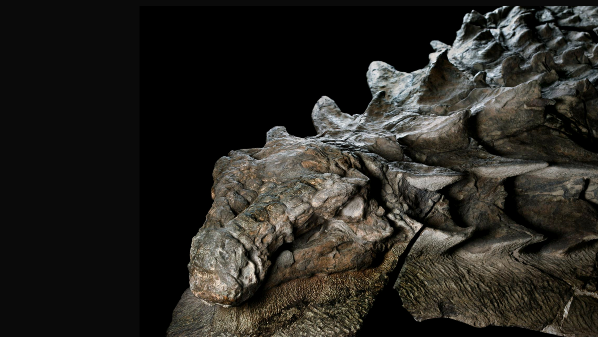 biggest dinosaur fossils ever found