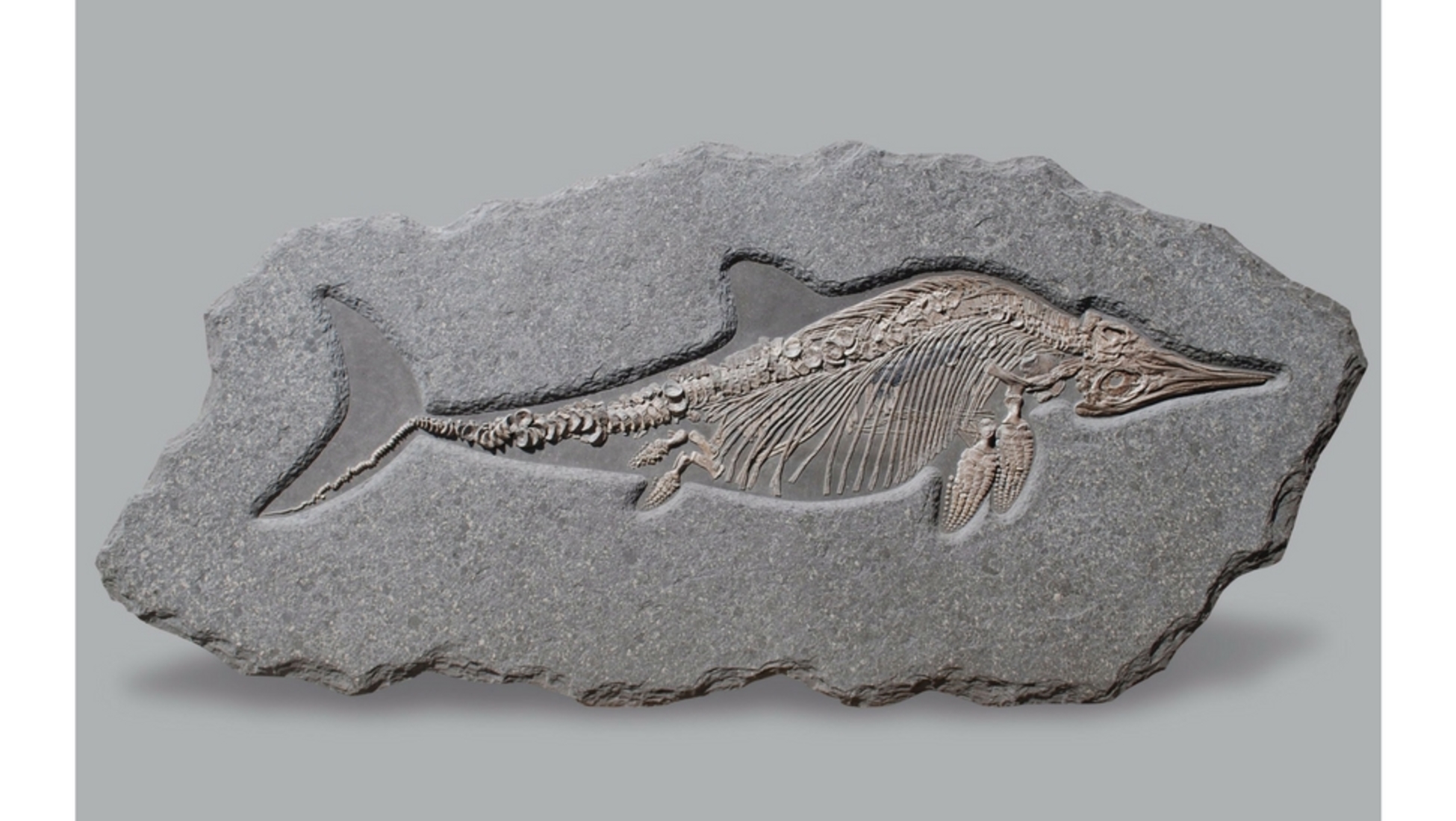Auction alert: A Fossil of a Real Sea Monster, an Ichthyosaur, up for  auction - Catawiki