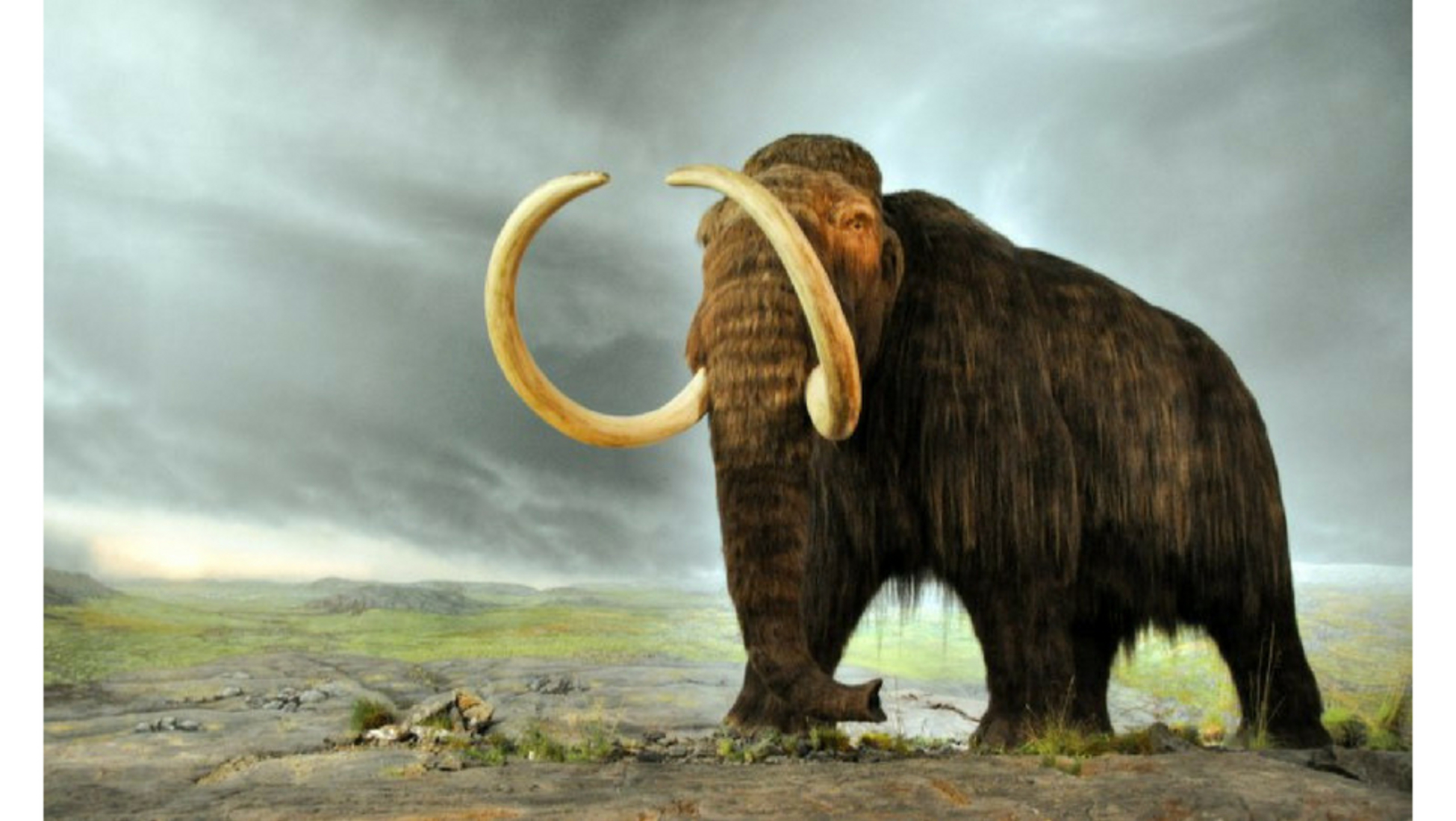 Ice Age Fantastic Finds: Woolly Mammoth Tusks and Woolly Rhinoceros