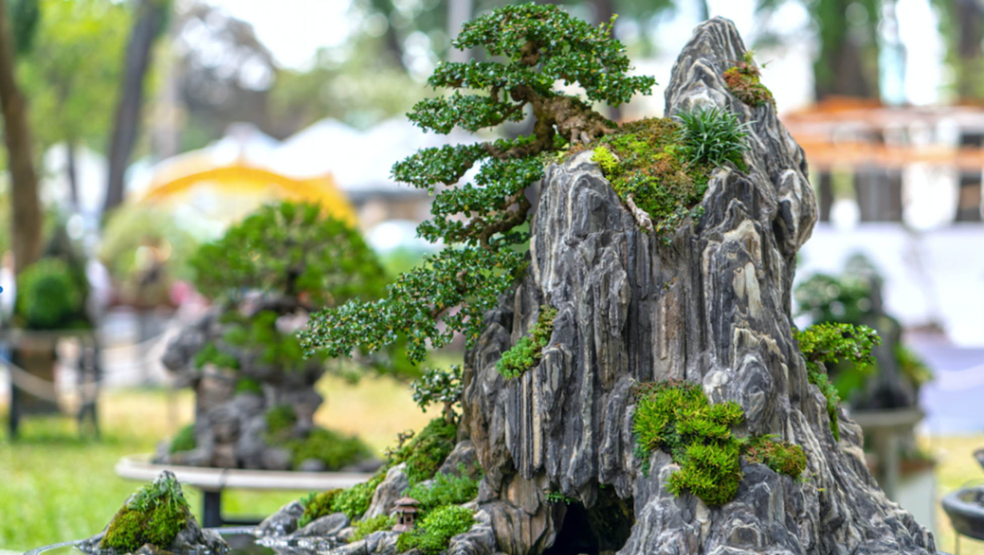 Japanese bonsai tree in pot at zen garden Bonsai is a Japanese art form  using trees grown in containers Stock Photo