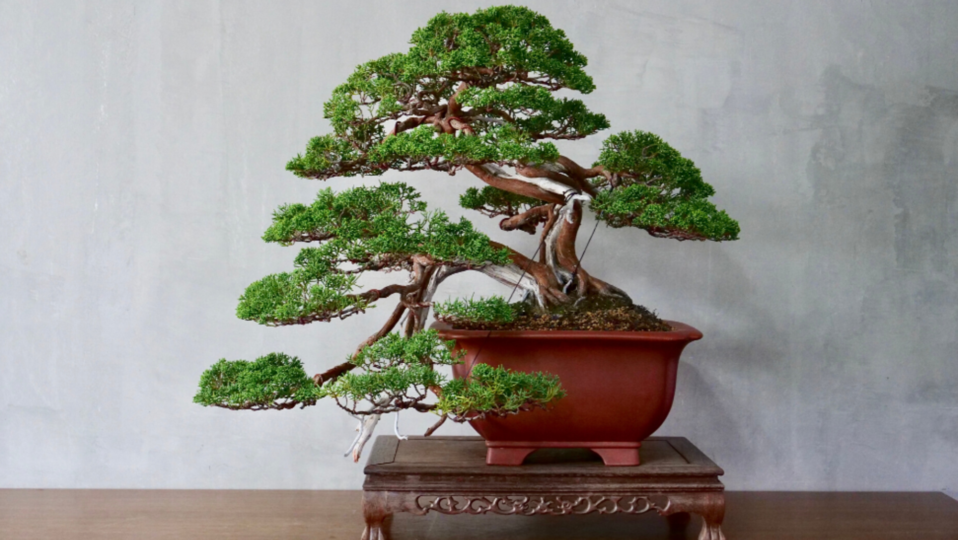 L'antica arte dei bonsai: coltivando l'estetica giapponese - Catawiki