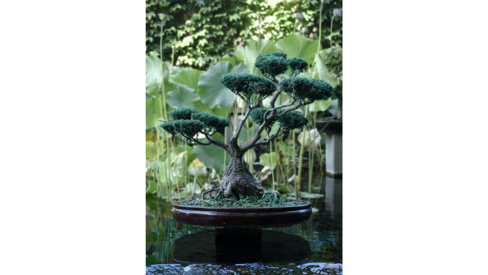 How to care for your bonsai tree - Catawiki