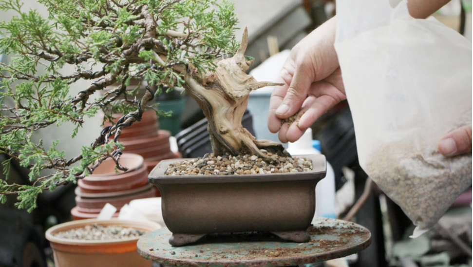 Come Prenderti Cura Del Tuo Bonsai Catawiki